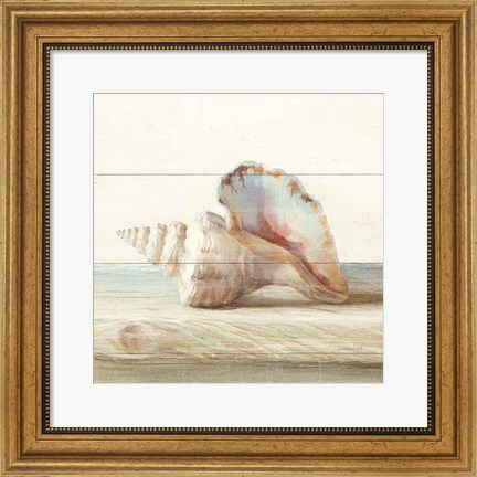 Framed Driftwood Shell IV Print