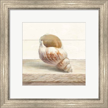 Framed Driftwood Shell I Print