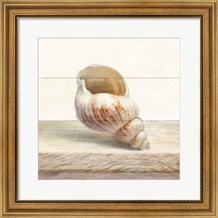 Framed Driftwood Shell I Print