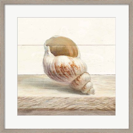 Framed Driftwood Shell I Print