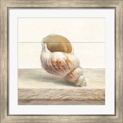 Framed Driftwood Shell I Print