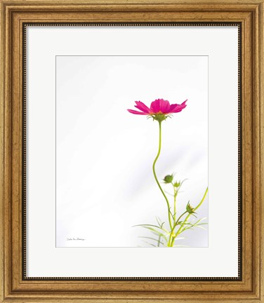 Framed Magenta Cosmos II Print