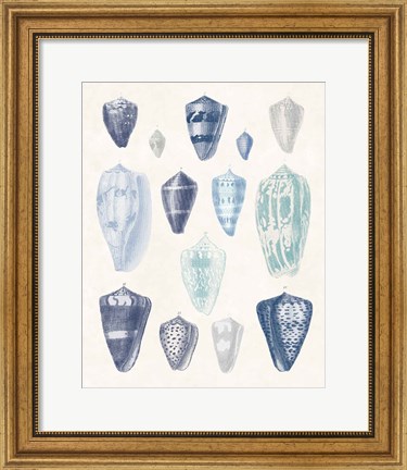 Framed Blue Shell Assortment I Print