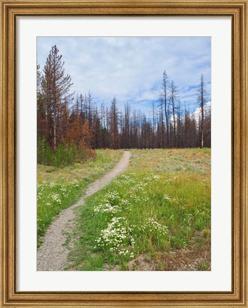 Framed Nature Path Print