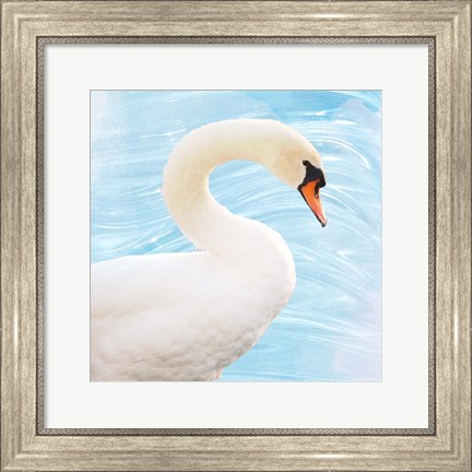 Framed White Swan Print