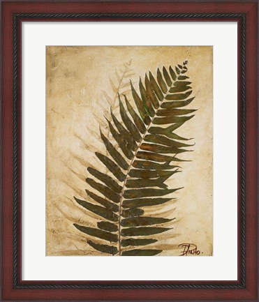 Framed Ferns II Print