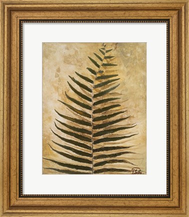 Framed Ferns III Print