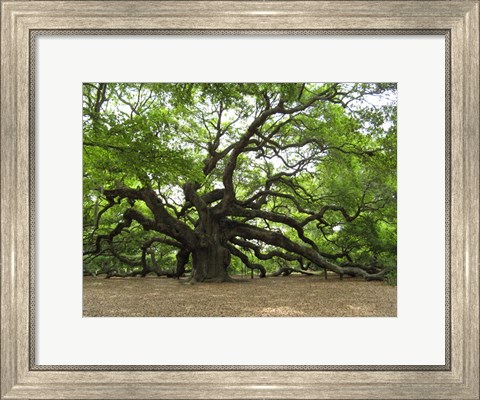 Framed Angel Oak Tree Print