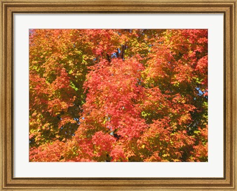 Framed Fall Fury Print