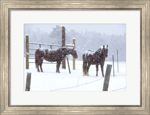 Framed Snowy Corral Print