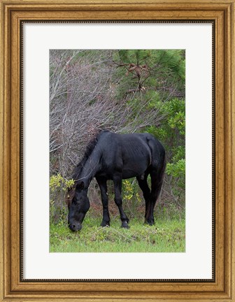 Framed Corolla Stud Print