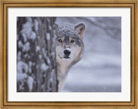 Framed Wolf Watching Print