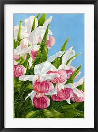 Framed Pink Lady Slipper Flowers Print