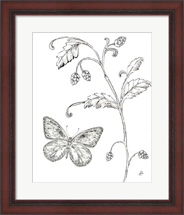 Framed Outdoor Beauties Butterfly II Print