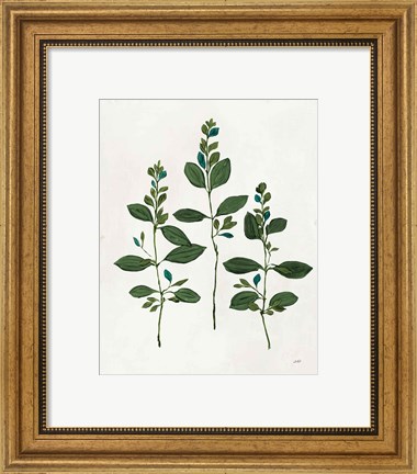 Framed Botanical Study IV Greenery Print