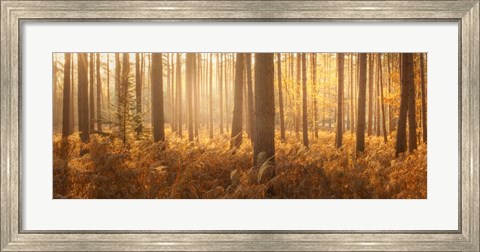 Framed Wyre Forest Print