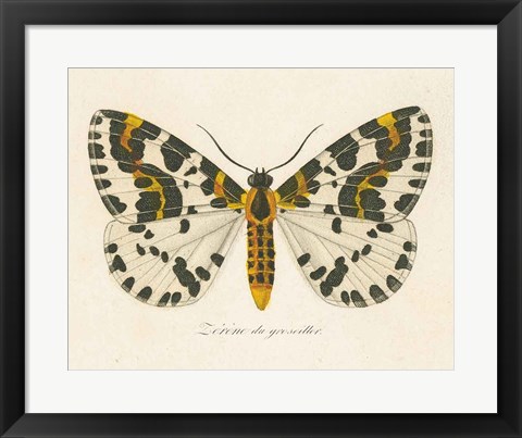 Framed Natures Butterfly IV Print