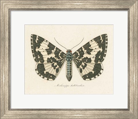 Framed Natures Butterfly II Print