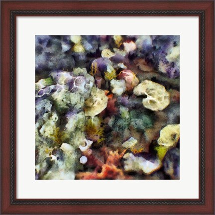 Framed Sea Life II Print