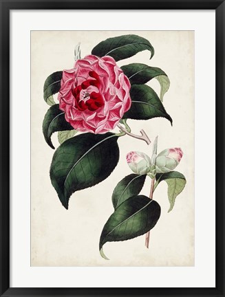 Framed Garden Gems II Print