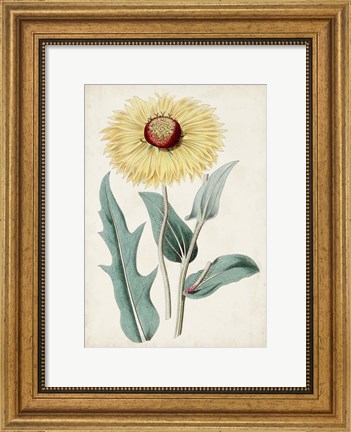 Framed Garden Gems VIII Print