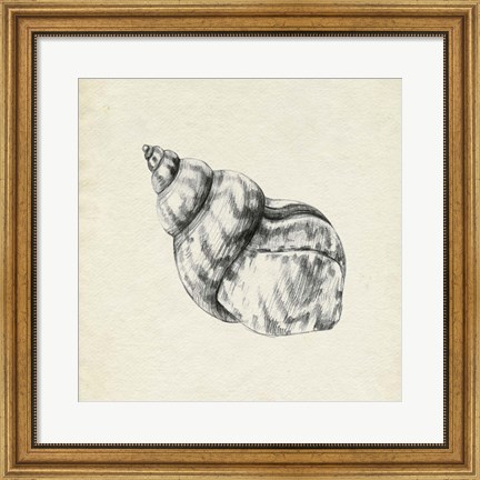 Framed Seashell Pencil Sketch III Print