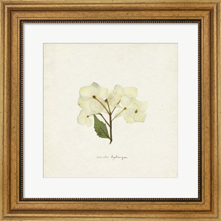 Framed Cornales Hydrangea I Print