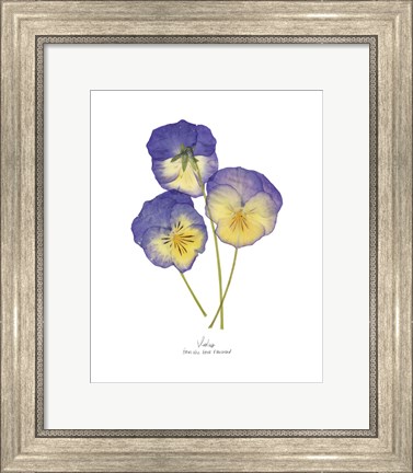 Framed Pressed Violas II Print