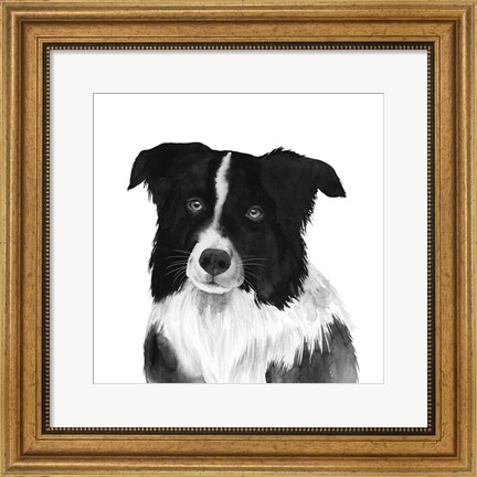 Framed Border Collie II Print