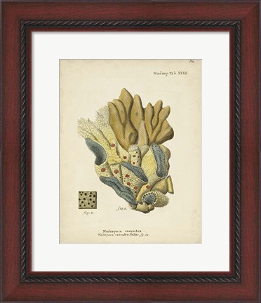 Framed Ecru Coral III Print