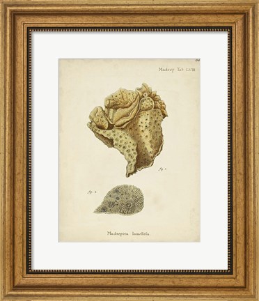 Framed Ecru Coral VII Print