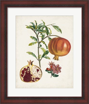 Framed Grenadier a fruit doux Print