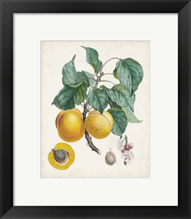 Framed Abricot- Peche Print