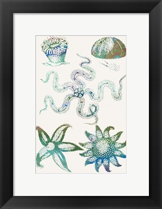 Framed Aquatic Assemblage VII Print