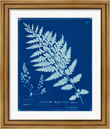 Framed Cyanotype Ferns IV Print