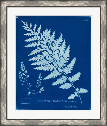 Framed Cyanotype Ferns IV Print