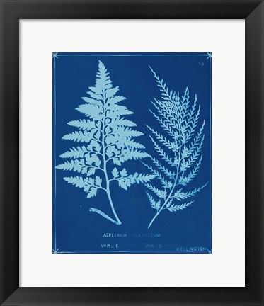 Framed Cyanotype Ferns V Print