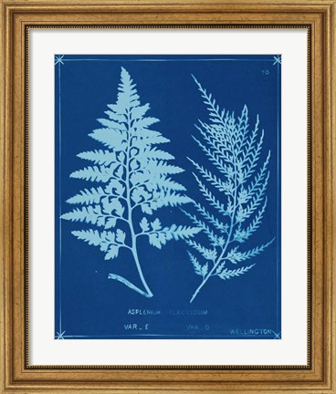 Framed Cyanotype Ferns V Print