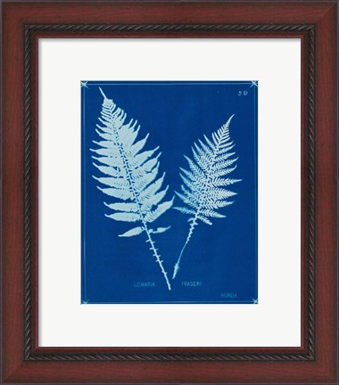 Framed Cyanotype Ferns VI Print