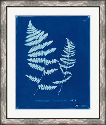 Framed Cyanotype Ferns VIII Print