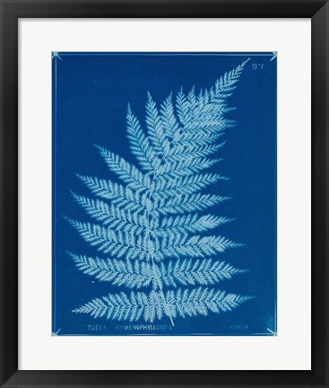 Framed Cyanotype Ferns IX Print