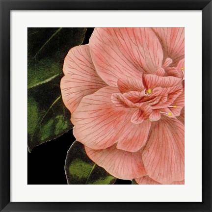 Framed Dramatic Camellia I Print