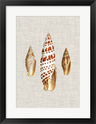 Framed Antique Shells on Linen I Print