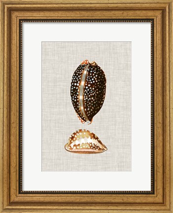 Framed Antique Shells on Linen IV Print