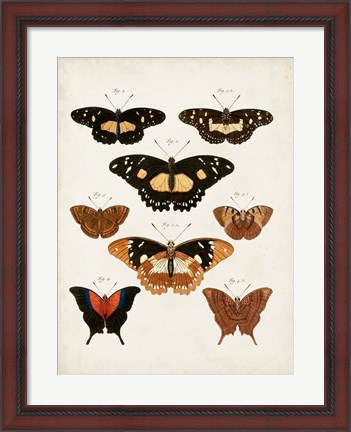 Framed Vintage Butterflies V Print