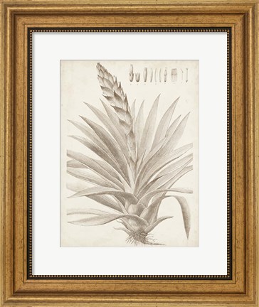 Framed Sepia Exotic Plants III Print