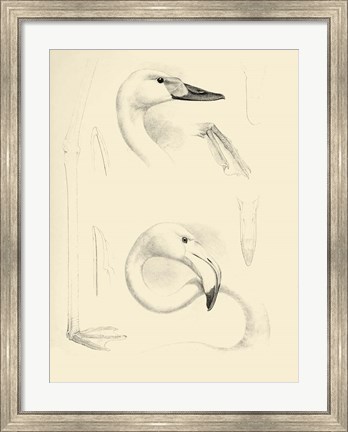 Framed Waterbird Sketchbook II Print