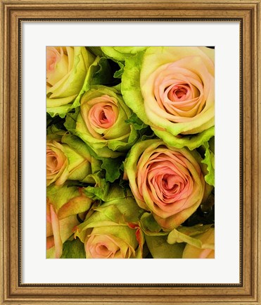 Framed Green &amp; Pink Rose Bouquet Print