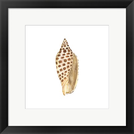 Framed Oceanum Shells White II-Junonia Print