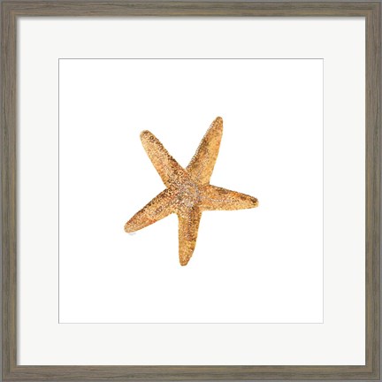 Framed Oceanum Shells White VI-Sea Star Print